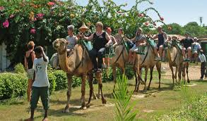 Tanji Camel Safari